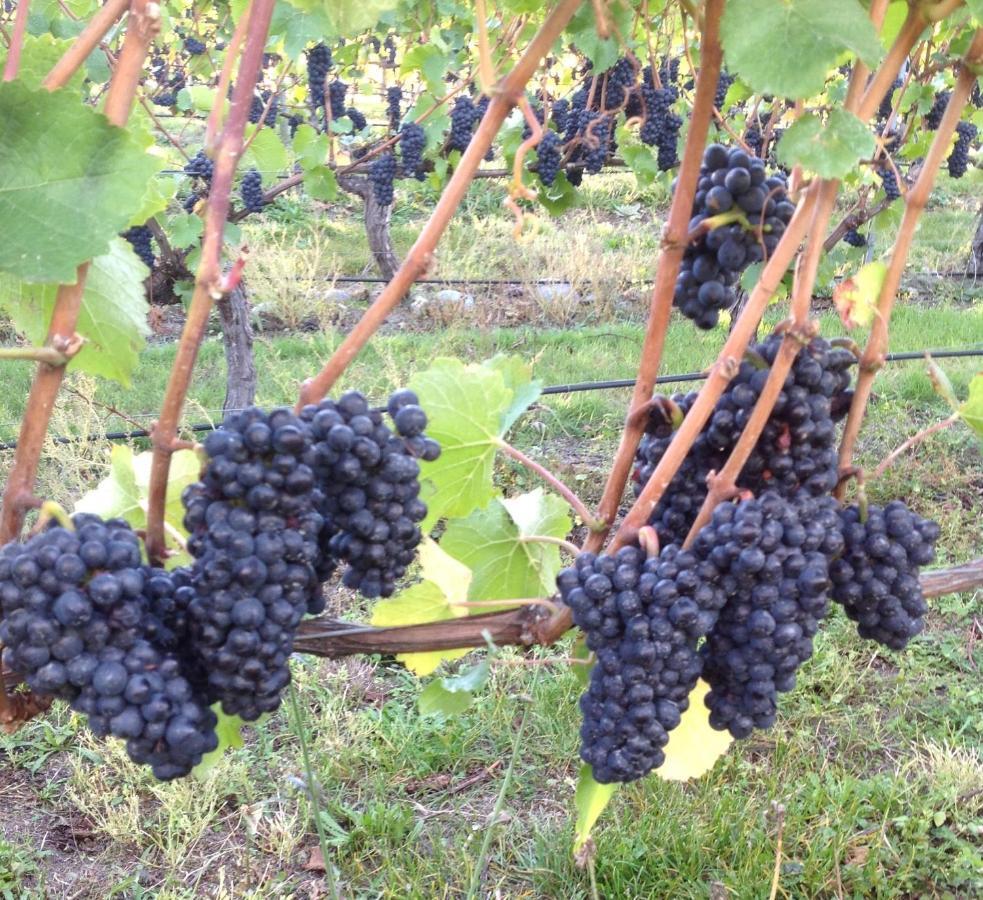 'The Crib' On Legacy Vineyard Alexandra Quarto foto